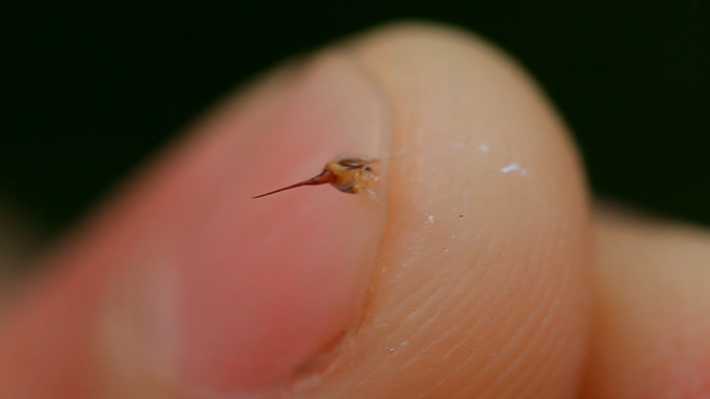 Bienenstachel nach Bienenstich