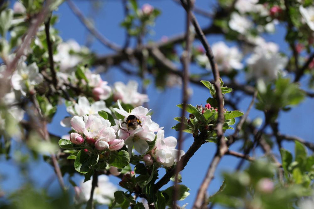 Apfelbaum Apfelbaum