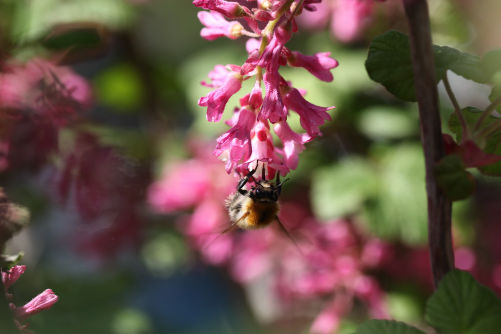 Blutjohannisbeere Blutjohannisbeere