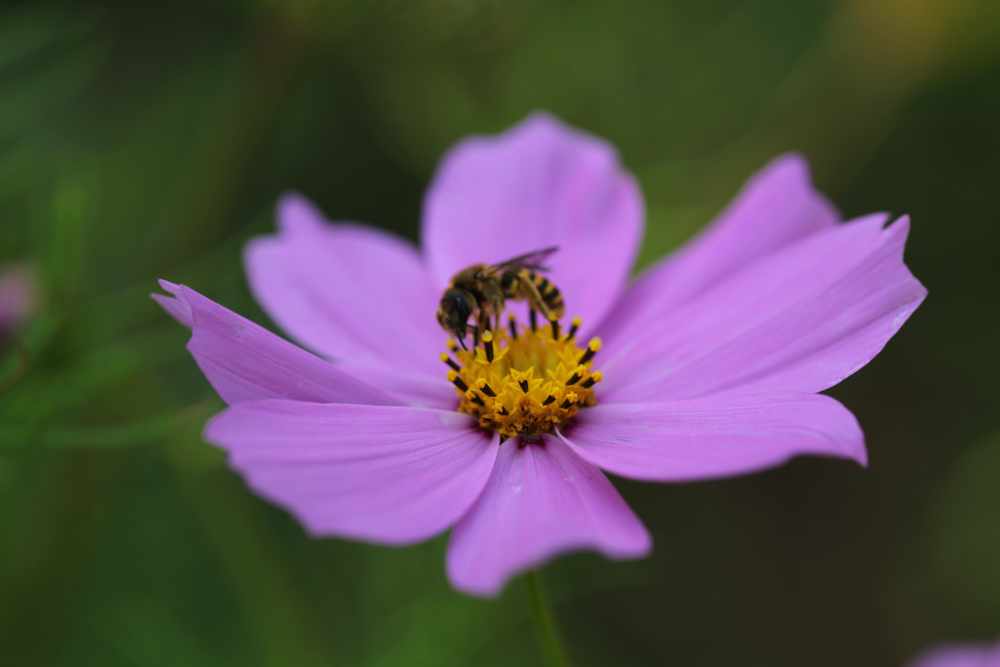 Cosmea