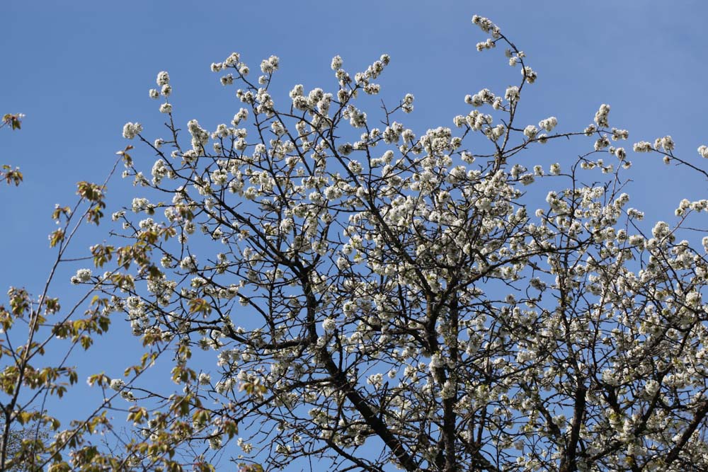 Kirschbaum Kirschbaum