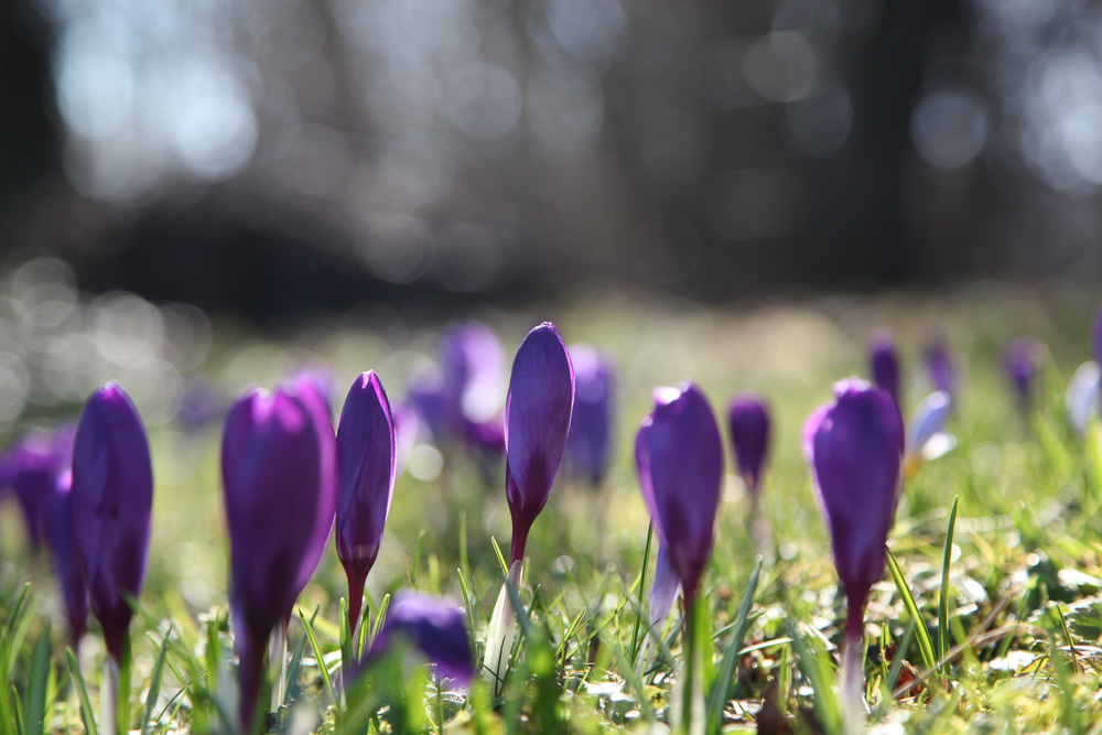 Krokusse Krokusse