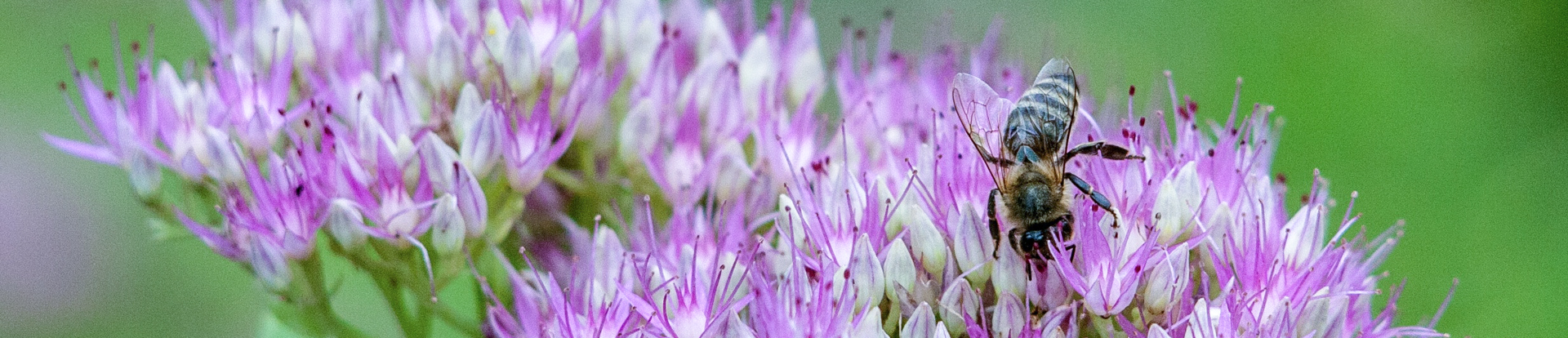 Biene auf Blume