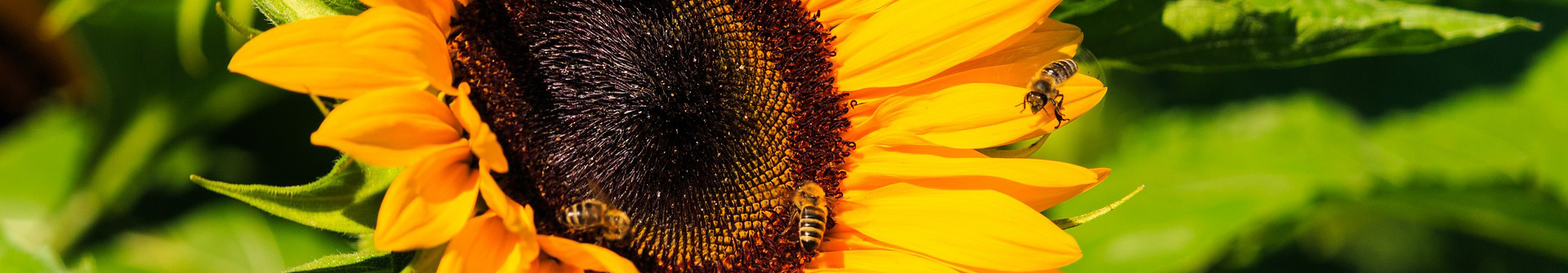 Biene auf Sonnenblume