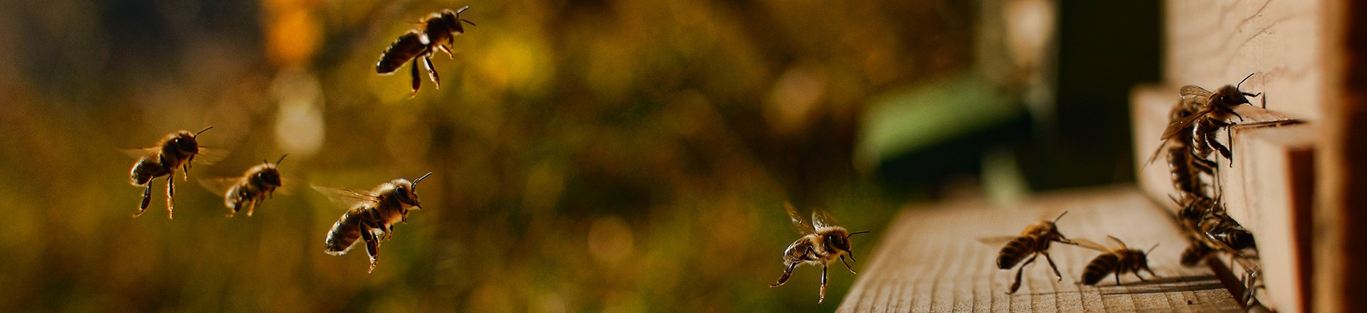 Bienen in Anflug